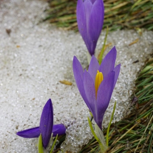 Crocus veluchensis